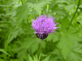 ͱӿʪΥ (Thistle at Togakushi Forest Botanical Garden)