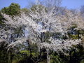 κ (A cherry at the corner of Ueno park)