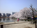 ǦӤˤ (Cherry blossoms on the Shinobazu-no-ike pond)