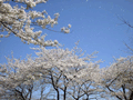  (Spring wind blows cherry blossoms on the Shinobazu-no-ike pond)