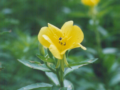 Ծβ (Oenothera flower)