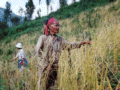 ̥ΰ̱ (Rice farmers in Thailand)