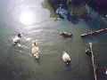 ǦӤγ (Wild ducks [Genus Anas] on the Shinobazunoike-pond)