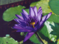 Ǯӥ (Tropical Water Lily)