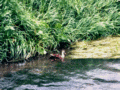 ʡγ (Wild duck on the Zenpukuji River)