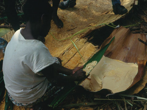 Binding sago flour with leaves